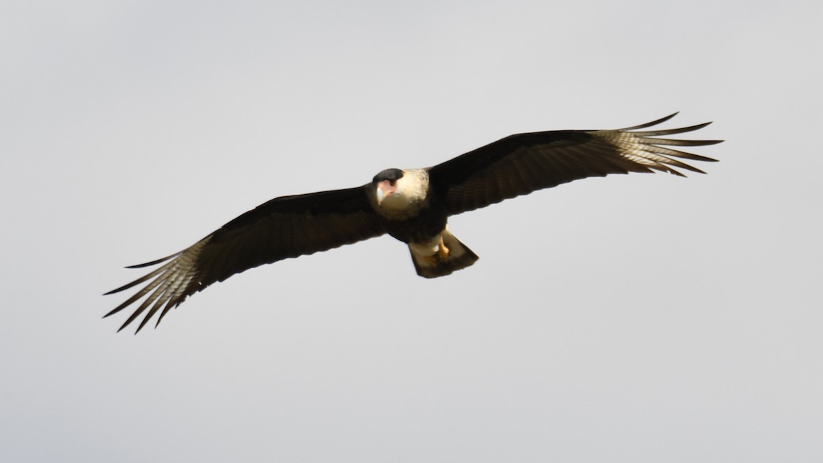 Crested Caracara - ML653659326