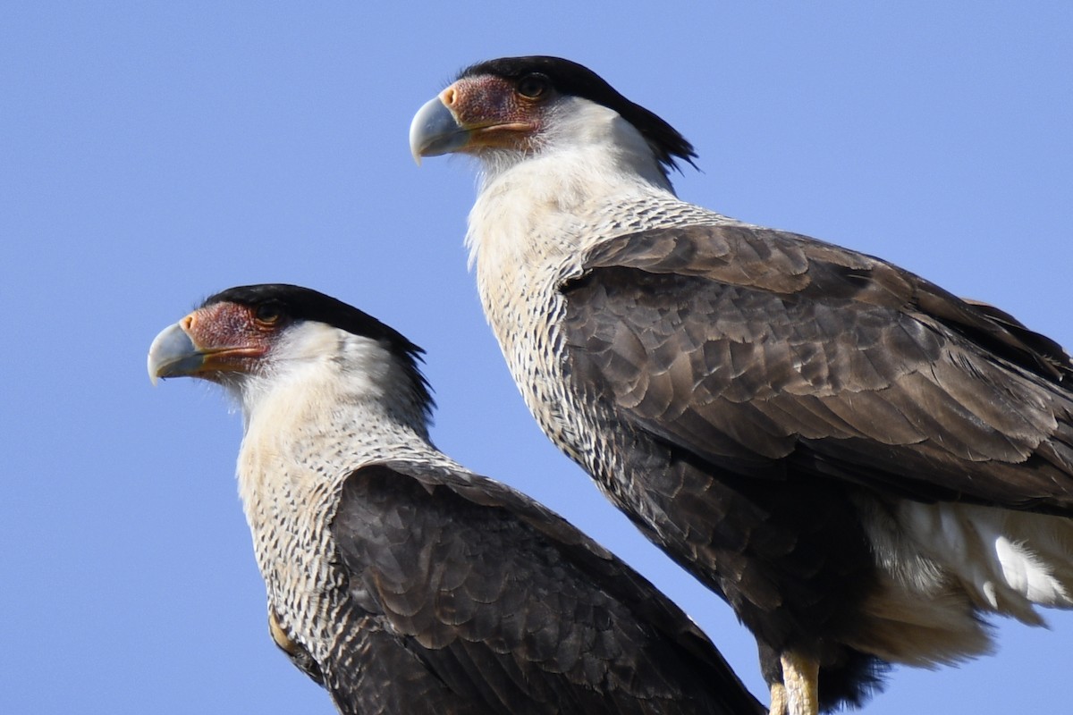 Crested Caracara - ML653659327