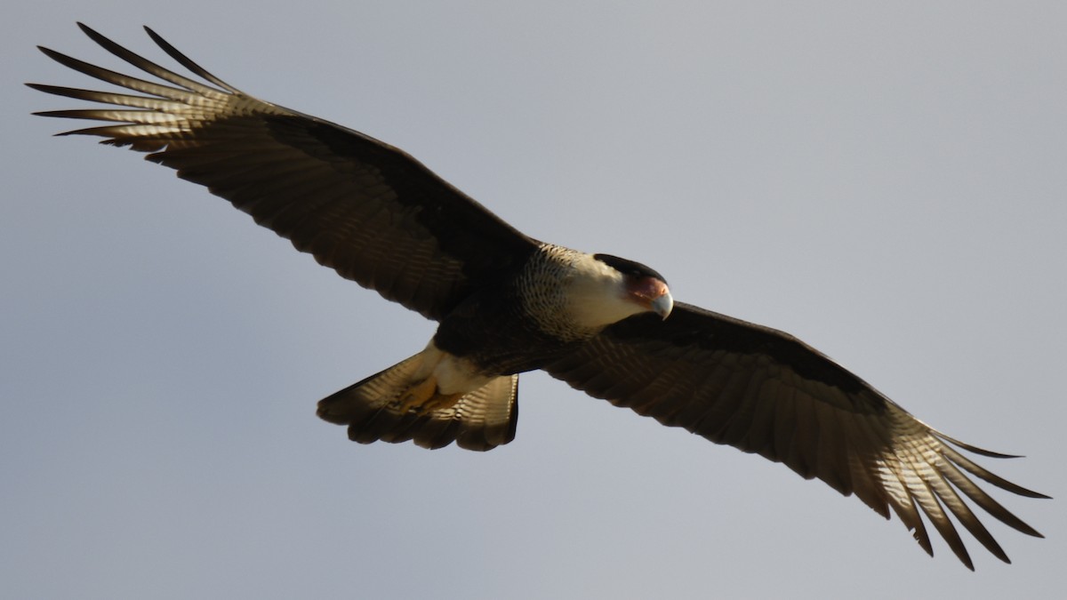 Crested Caracara - ML653659328