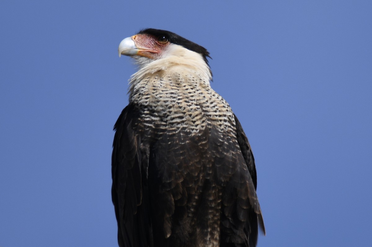 Crested Caracara - ML653659329