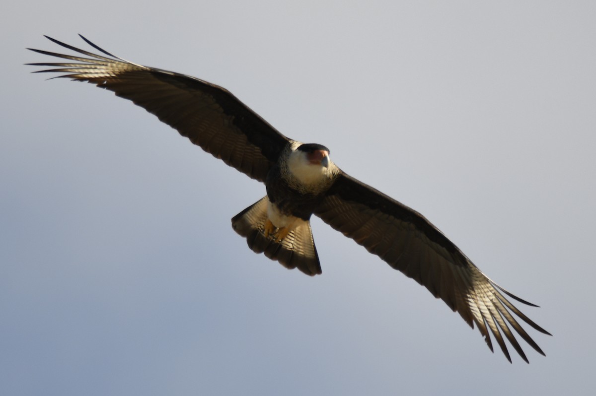 Crested Caracara - ML653659331