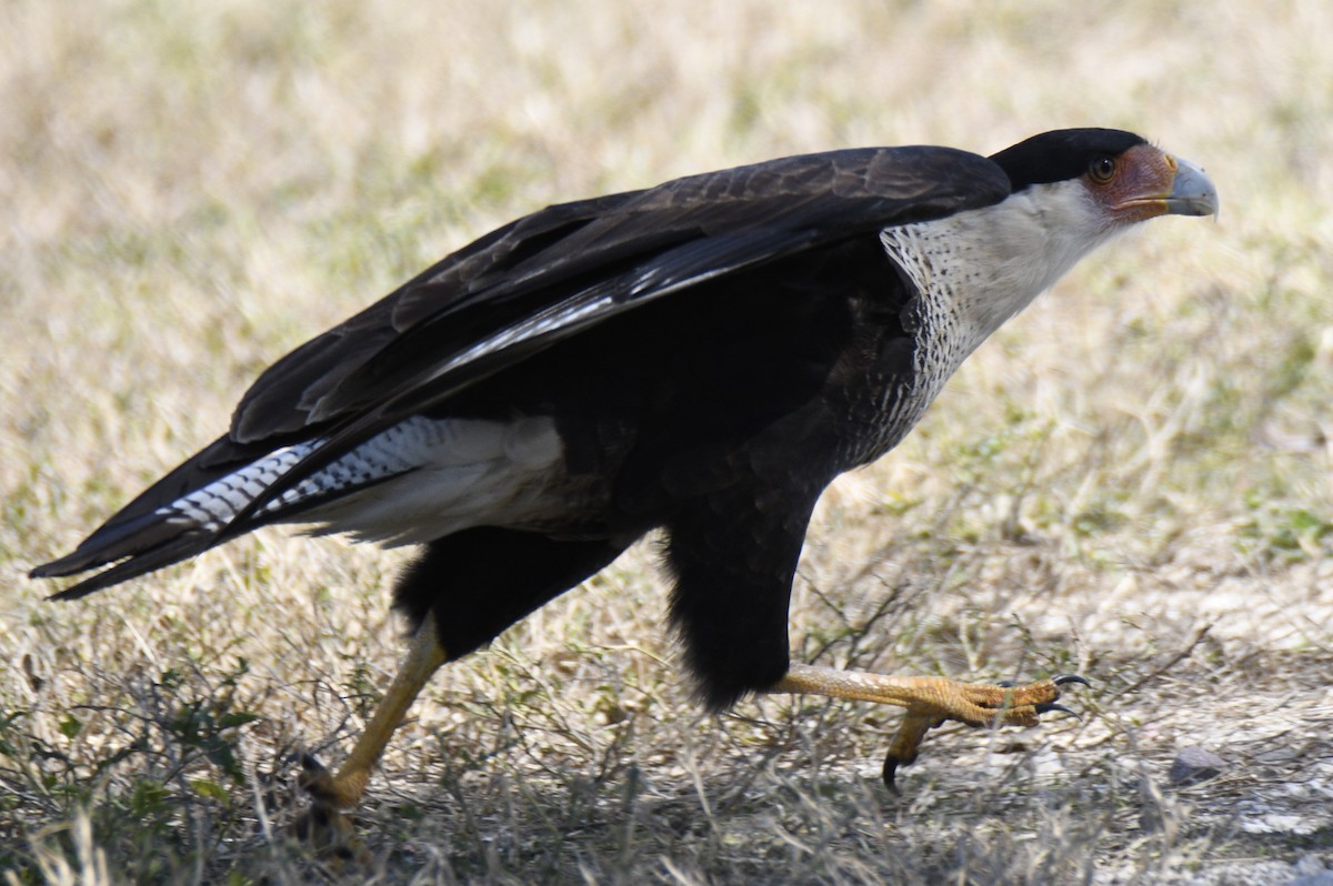 Crested Caracara - ML653659332