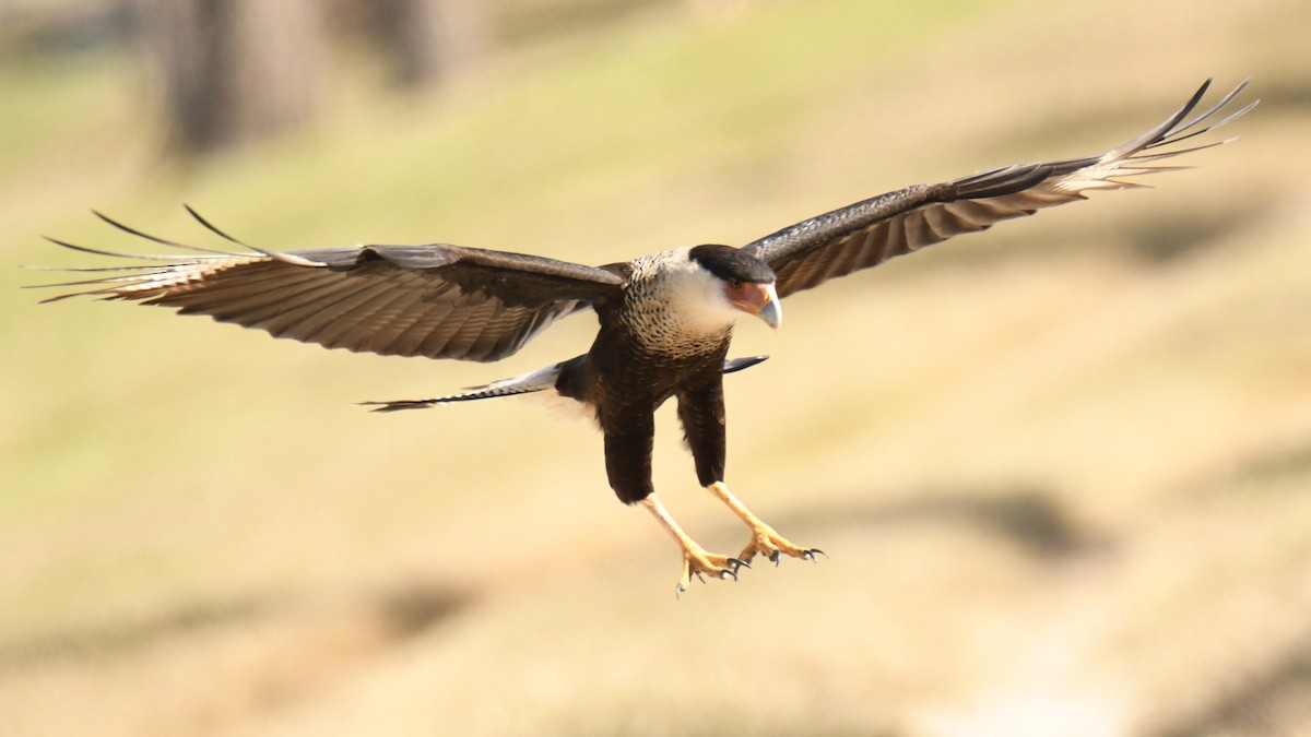 Crested Caracara - ML653659333