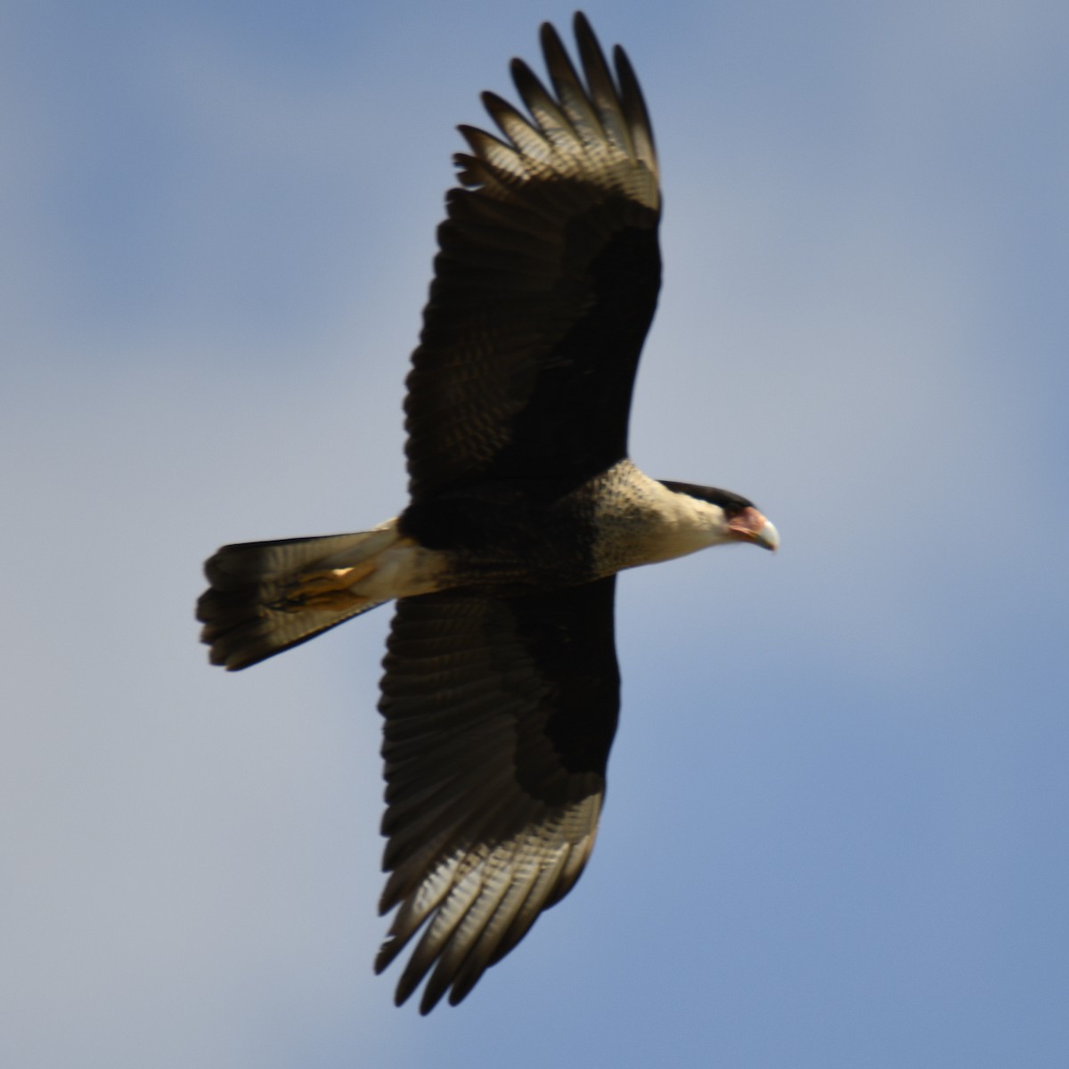 Crested Caracara - ML653659334