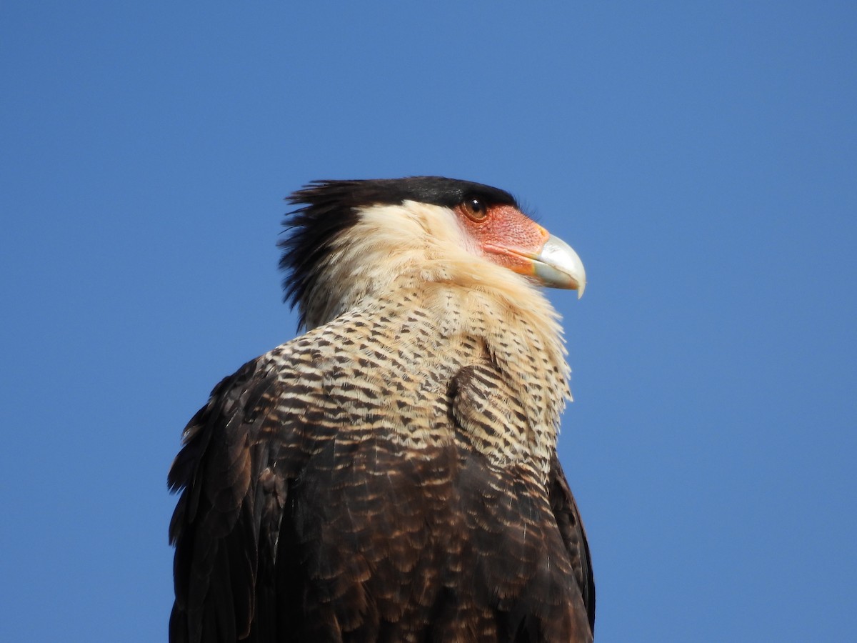 Crested Caracara - ML653659335