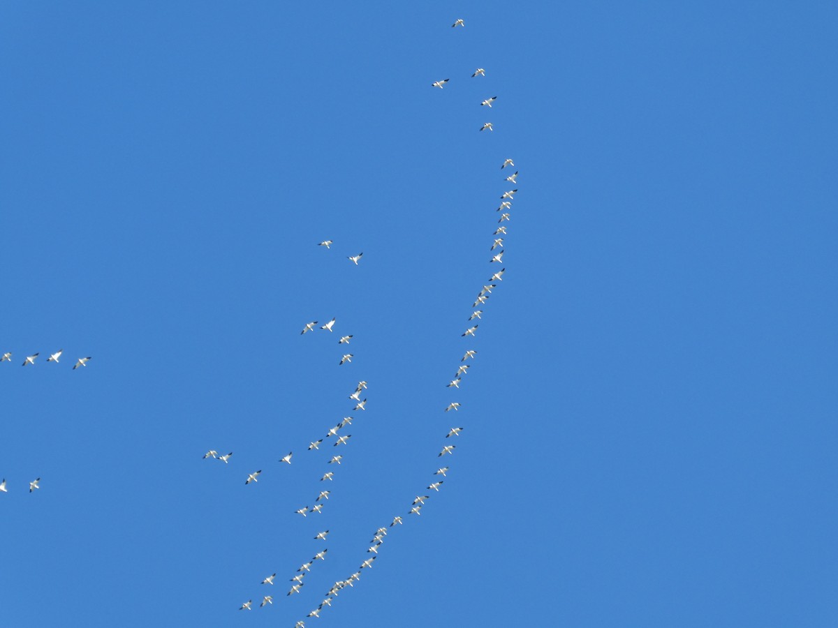 eBird Checklist - 16 Mar 2026 - Country Acres Solar array - 25 species ...