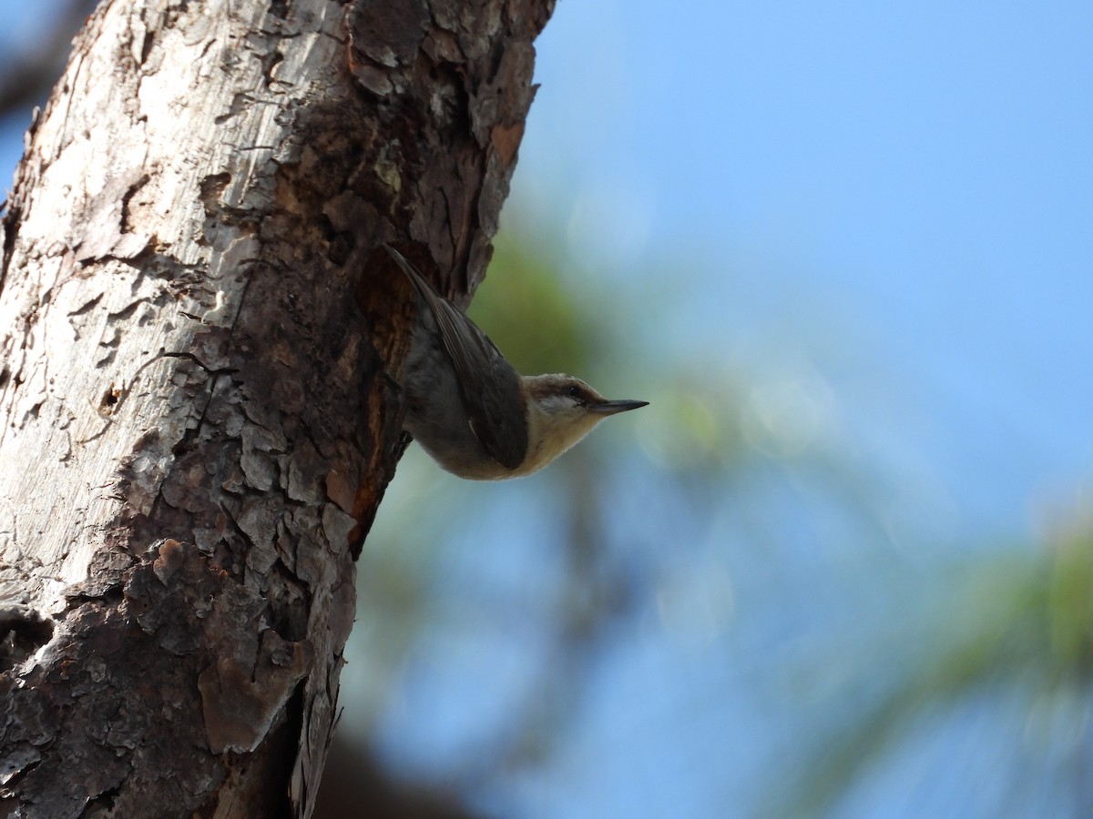 Brown-headed Nuthatch - ML653661498