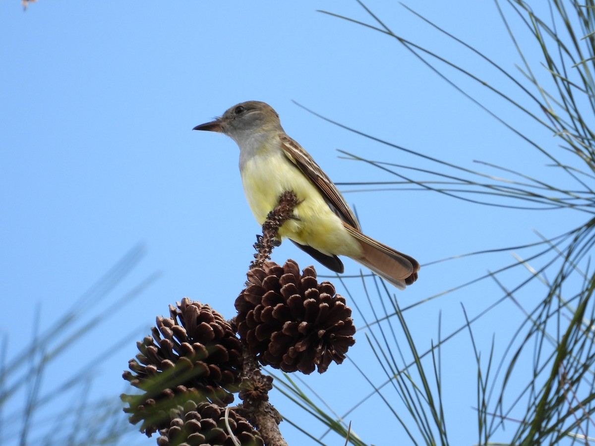 Great Crested Flycatcher - ML653661560