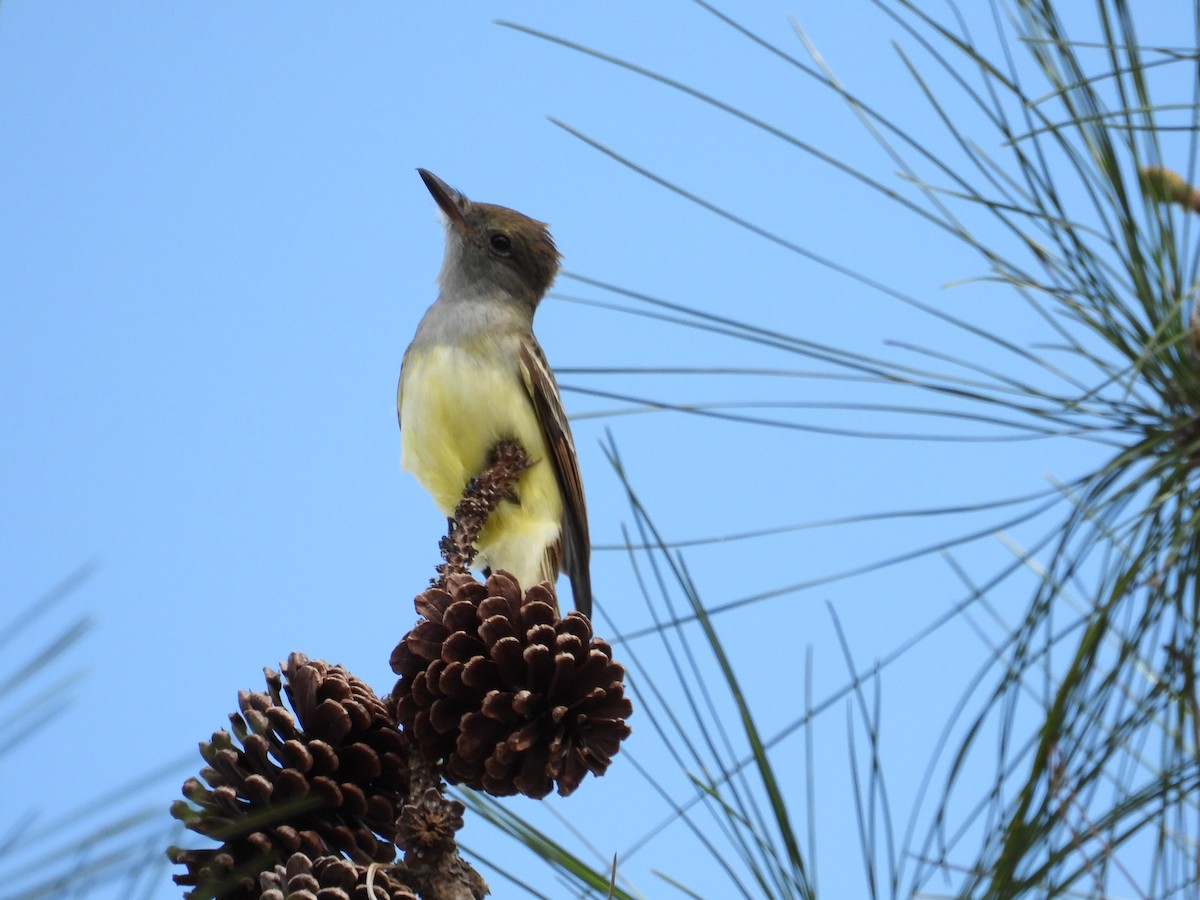 Great Crested Flycatcher - ML653661594