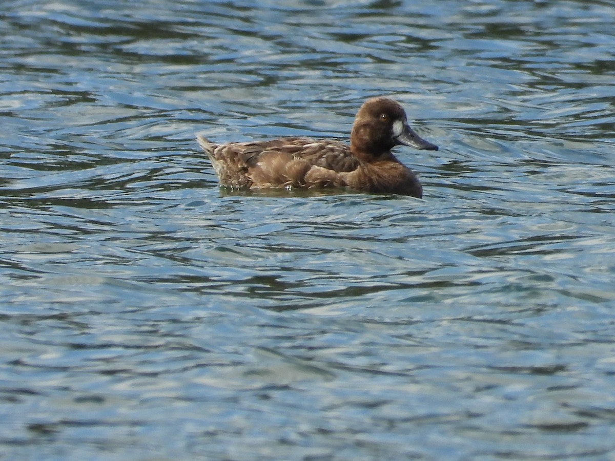 Lesser Scaup - ML653661615
