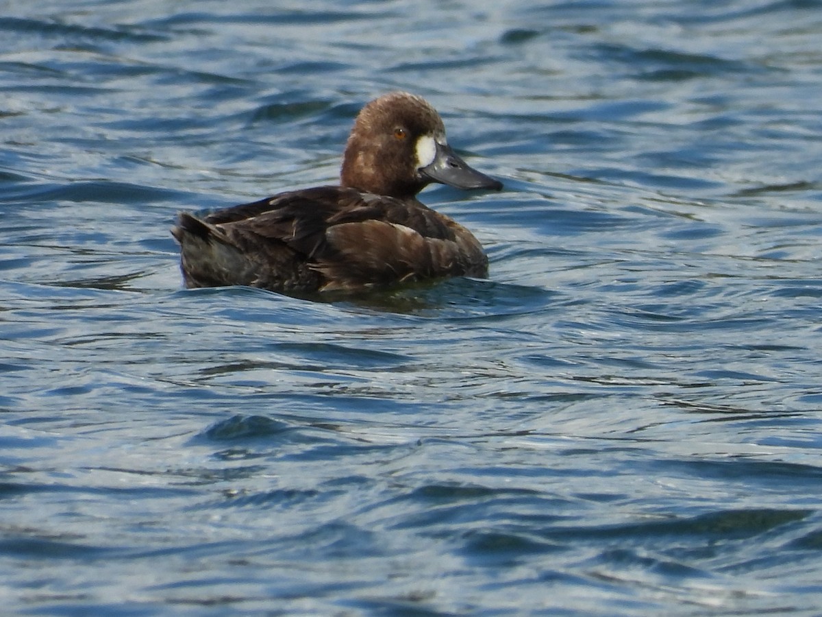 Lesser Scaup - ML653661646
