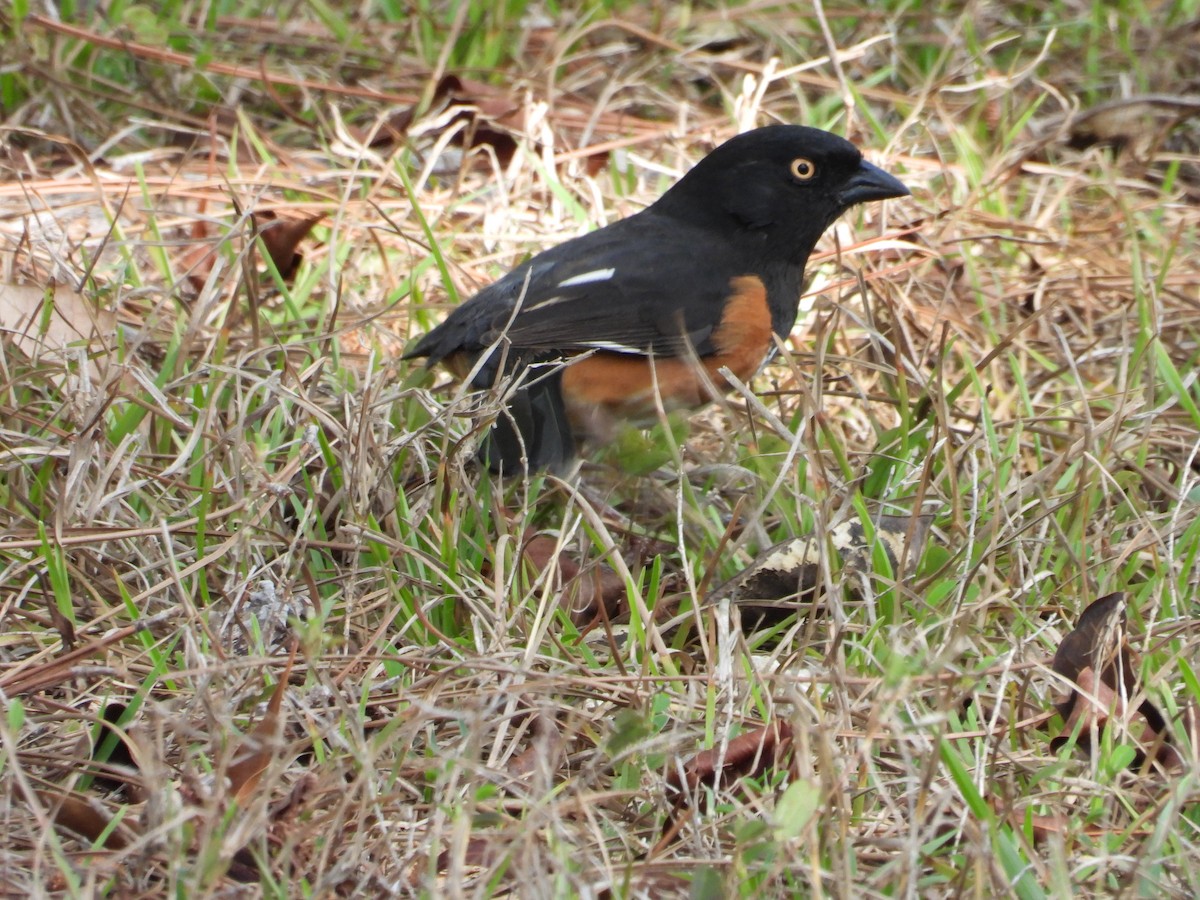 Eastern Towhee - ML653661695