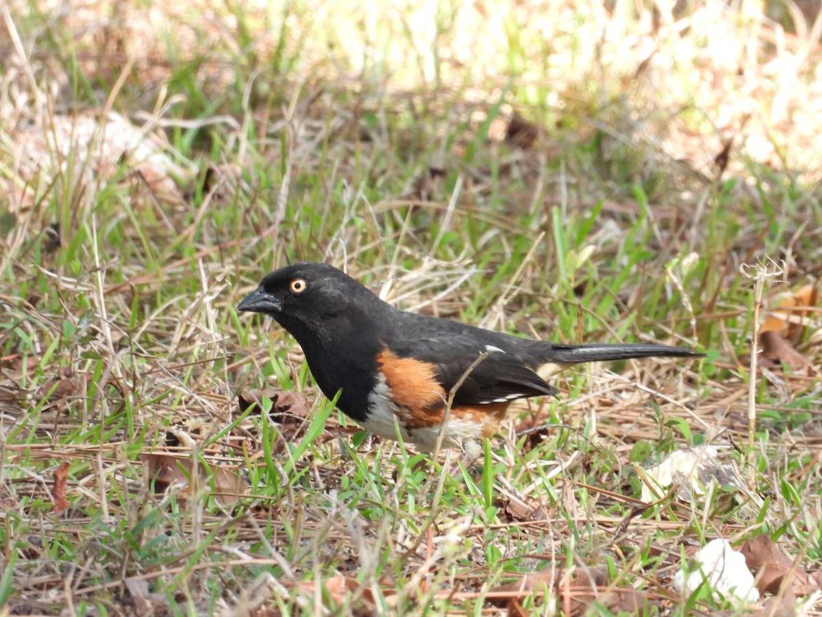 Eastern Towhee - ML653661718