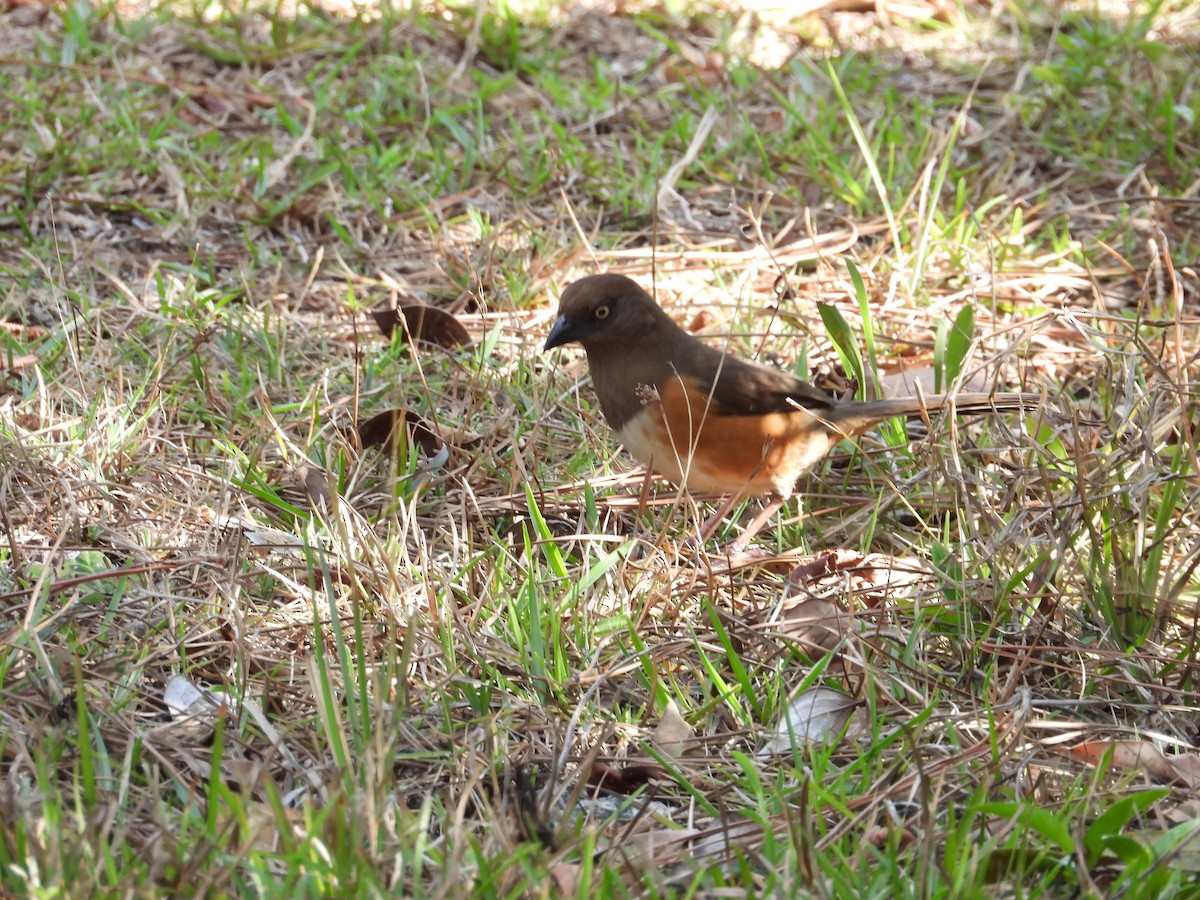 Eastern Towhee - ML653661746