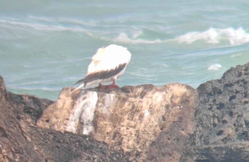Red-footed Booby - ML653661887