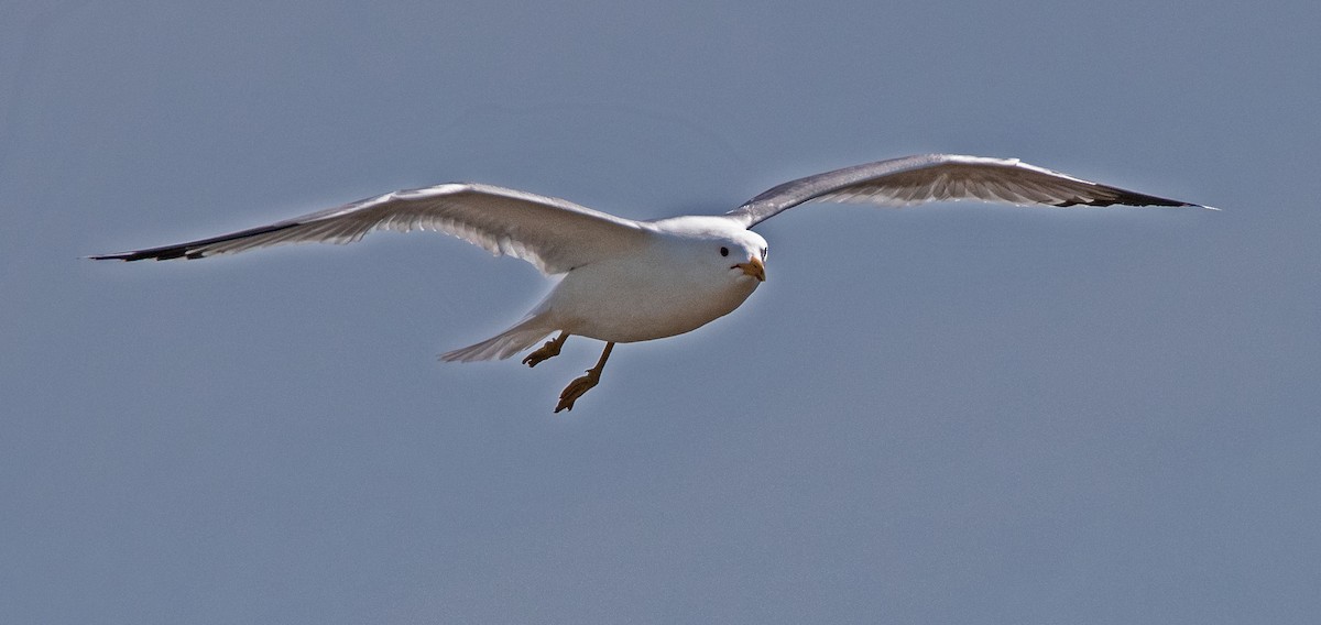 California Gull - ML653662540