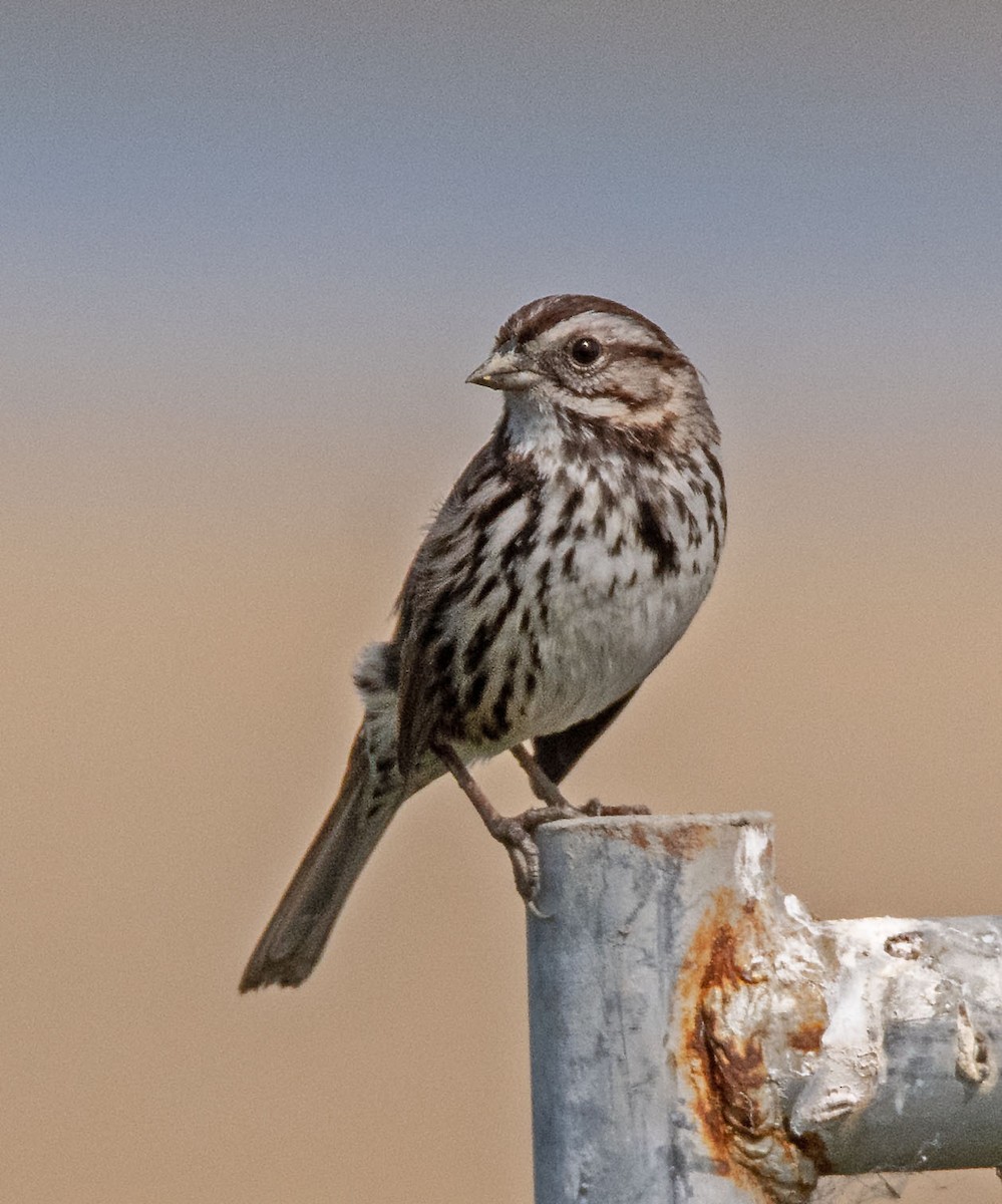 Song Sparrow - ML653662559