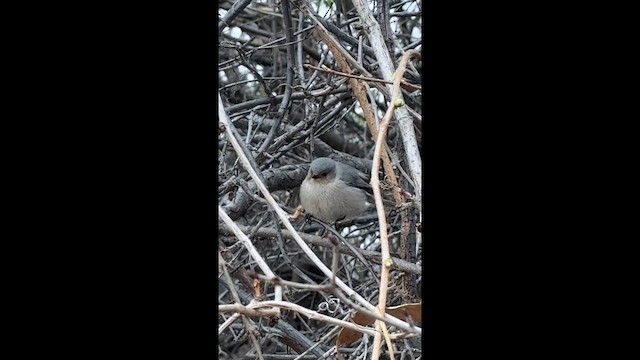 Bushtit - ML653662647