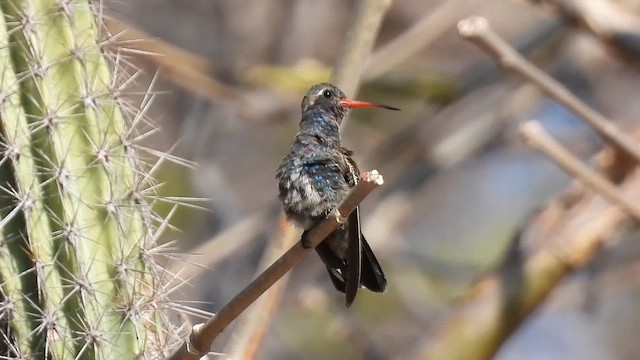 turkiskronekolibri - ML653663132