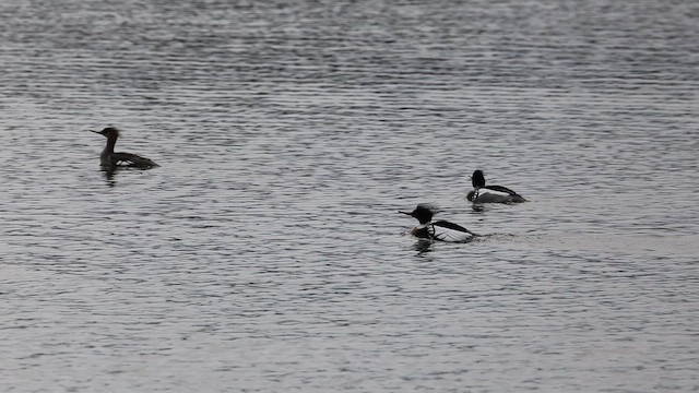 Red-breasted Merganser - ML653663377