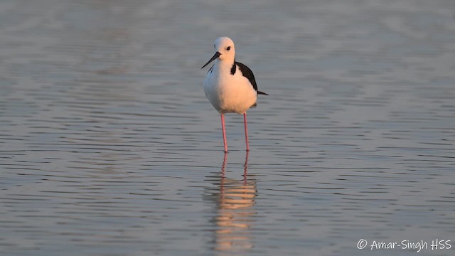 Pied Stilt - ML653665229