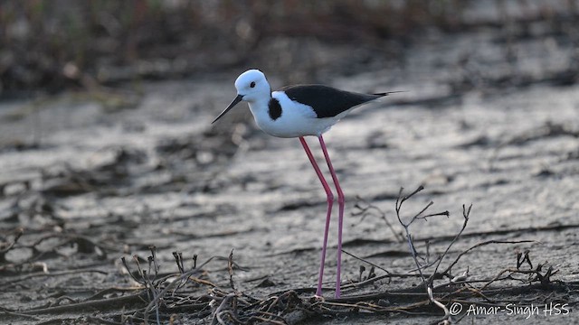 Pied Stilt - ML653665635