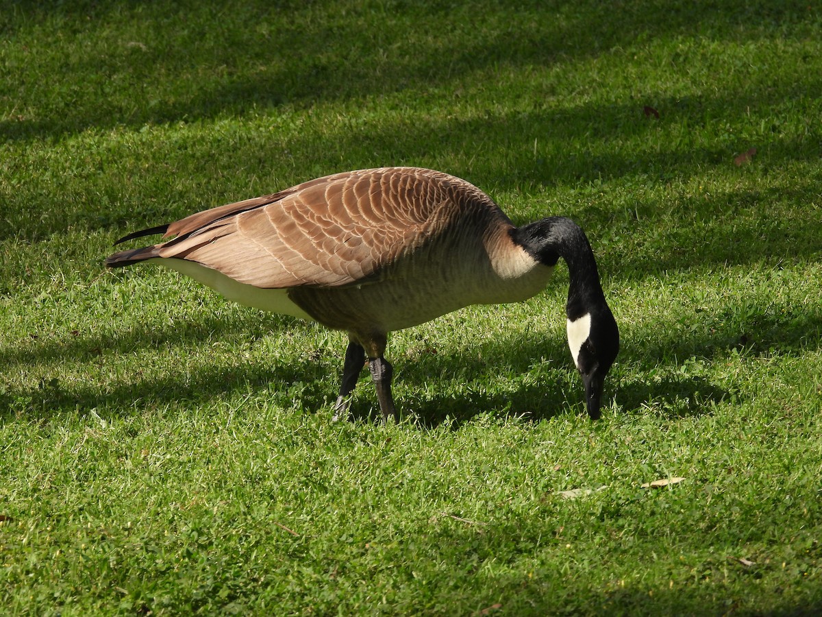 eBird Checklist - 27 Mar 2026 - Frank G. Bonelli RP--North Access - 31 ...