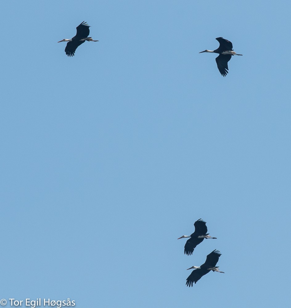 African Woolly-necked Stork - ML65367381