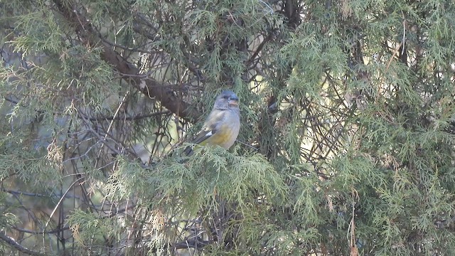White-winged Grosbeak - ML653676731