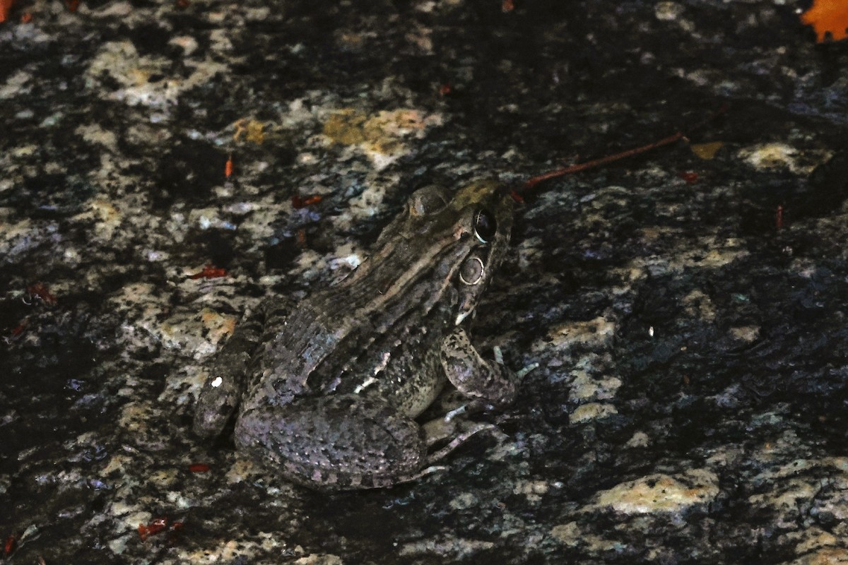 Northeastern Pepper Frog - ML653678357