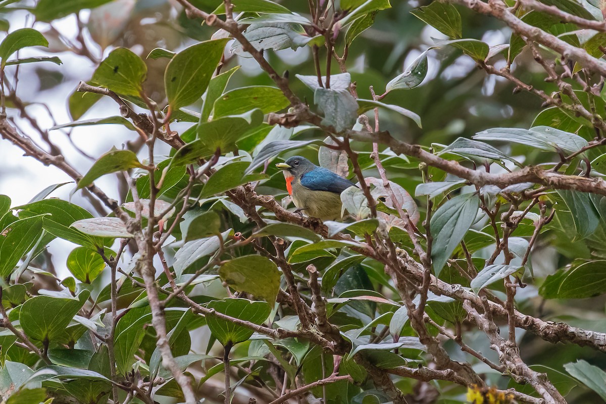 Fire-throated Flowerpecker - ML653678635