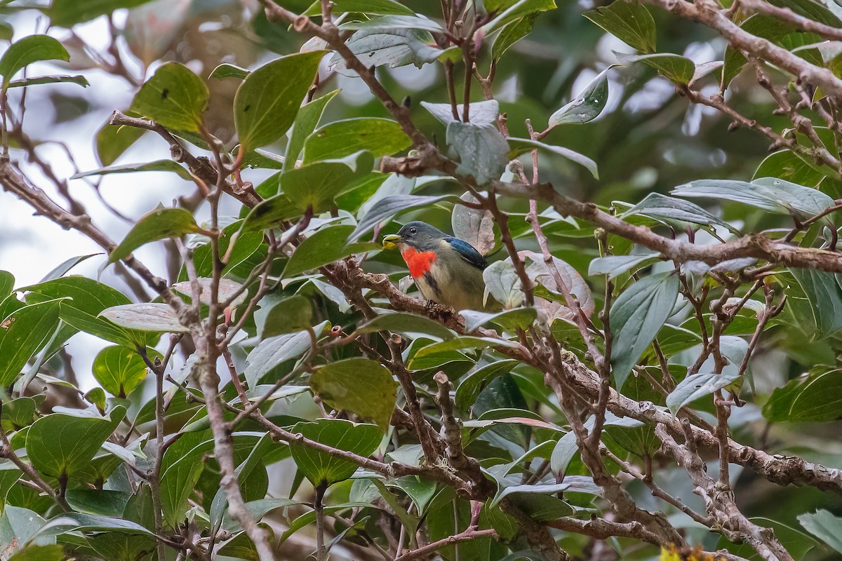 Fire-throated Flowerpecker - ML653678636