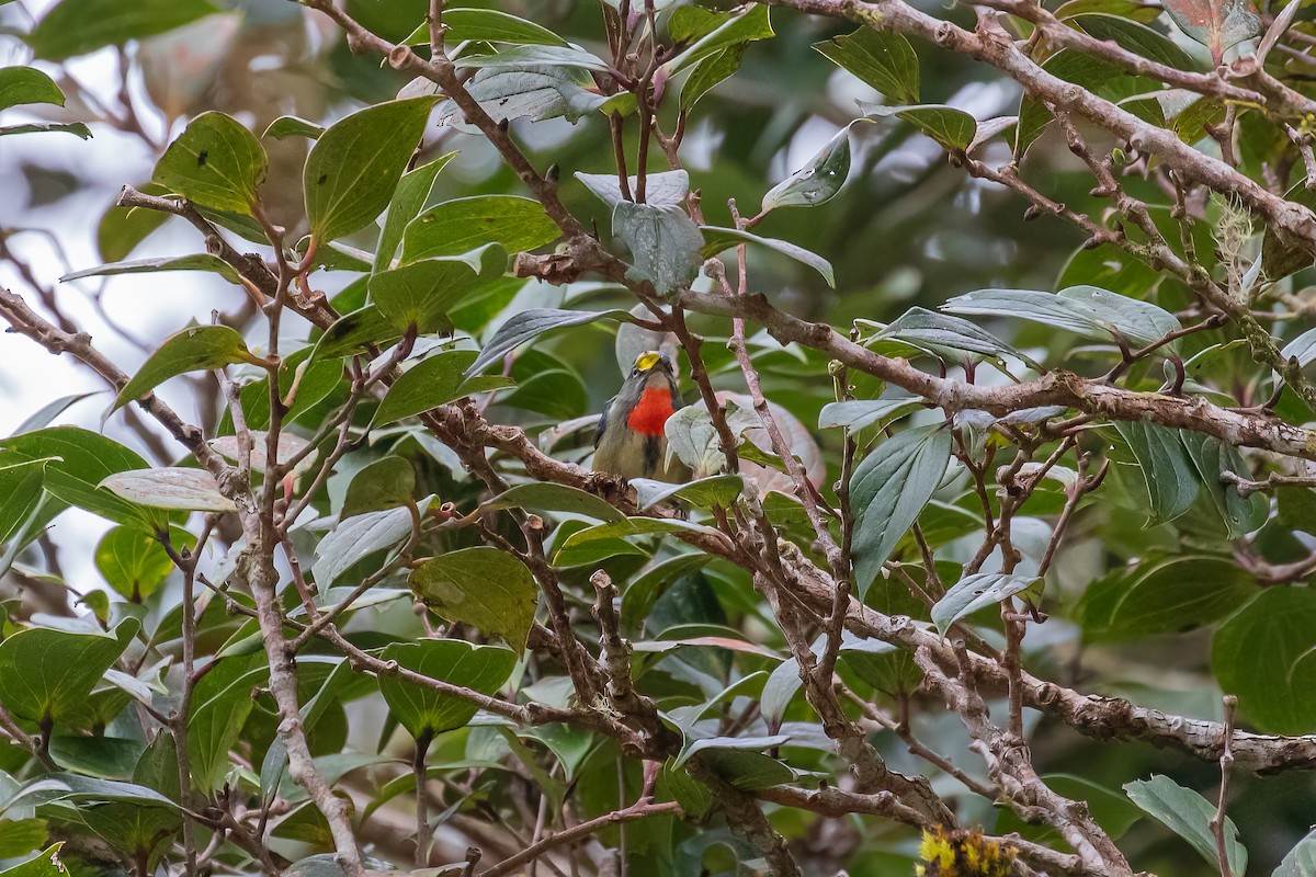 Fire-throated Flowerpecker - ML653678637