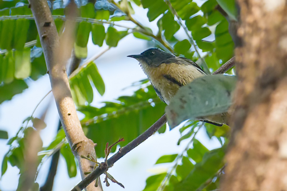 Cambodian Flowerpecker - ML653680477