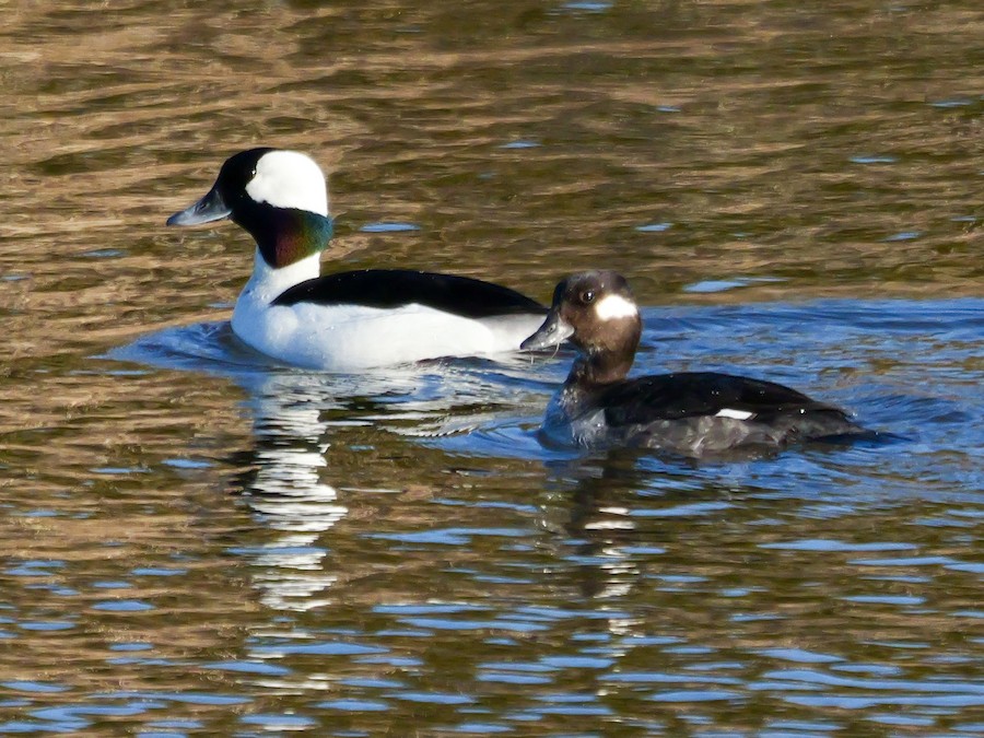 Bufflehead - Roger Horn