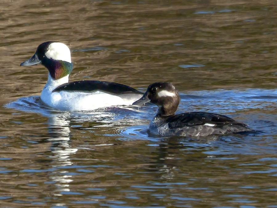 Bufflehead - Roger Horn