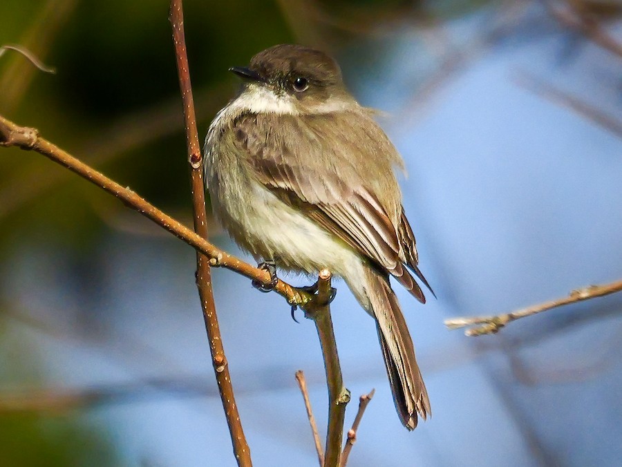 Eastern Phoebe - Roger Horn