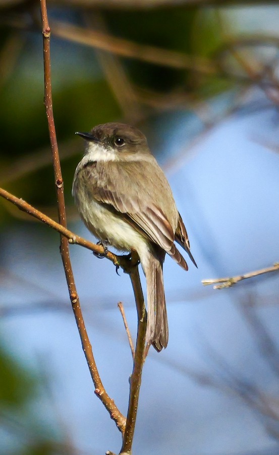 Eastern Phoebe - Roger Horn