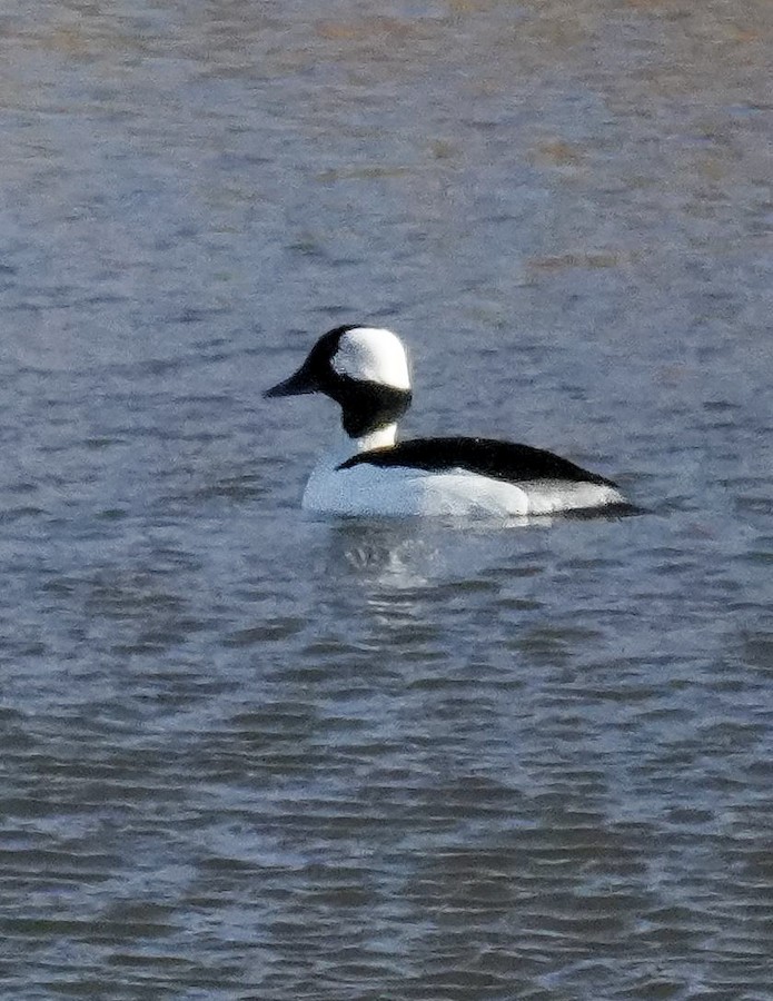 Bufflehead - Kathleen Horn
