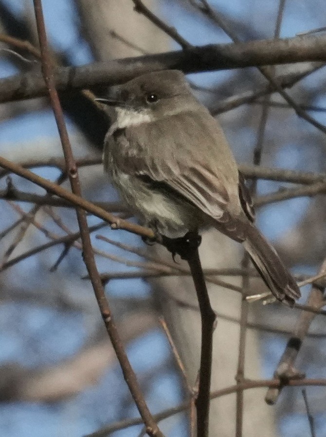 Eastern Phoebe - Kathleen Horn