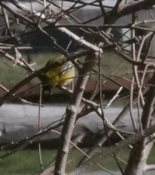 Pine Warbler - Kathleen Horn