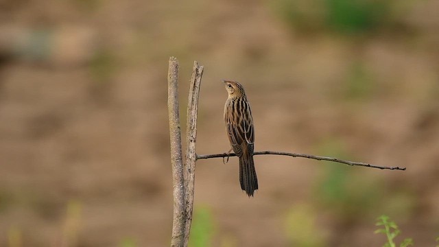 Bristled Grassbird - ML653681472