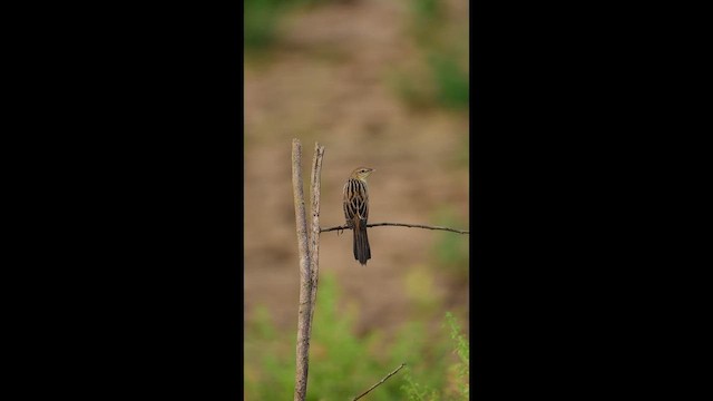 Bristled Grassbird - ML653681474