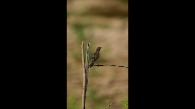 Bristled Grassbird - ML653681677