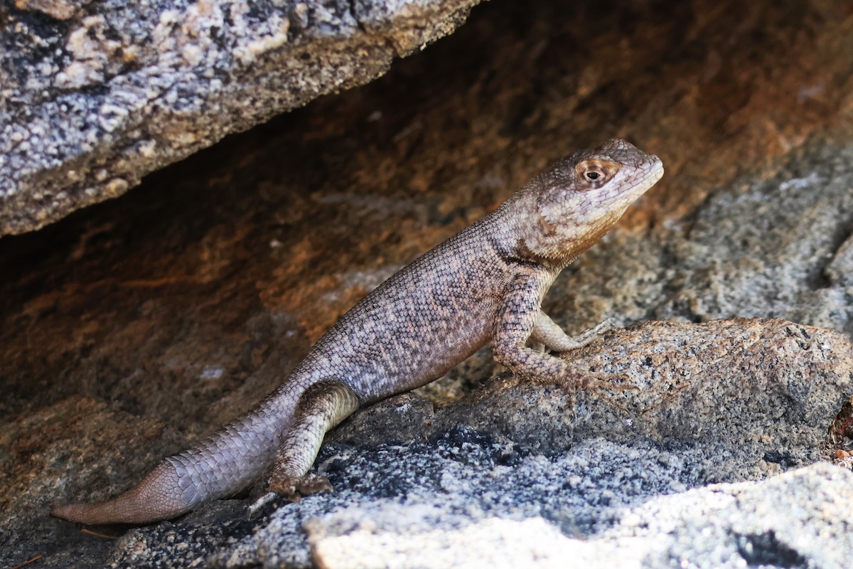 Peters' Lava Lizard - ML653681970