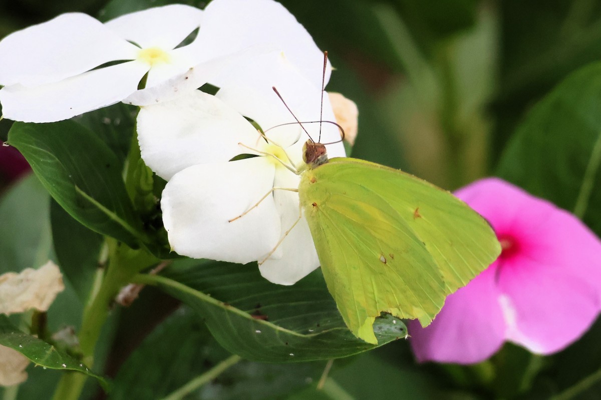 Marcellina Sulphur - ML653681981