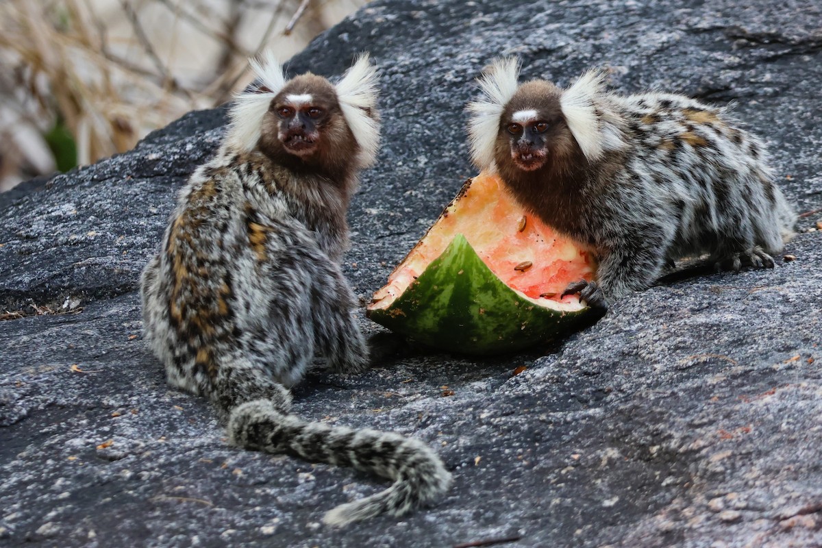 Common Marmoset - ML653682517