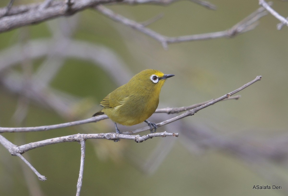 Northern Yellow White-eye (jacksoni/gerhardi) - ML653683012