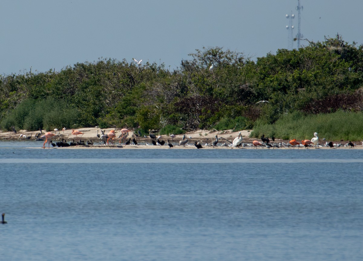 American Flamingo - ML653683768