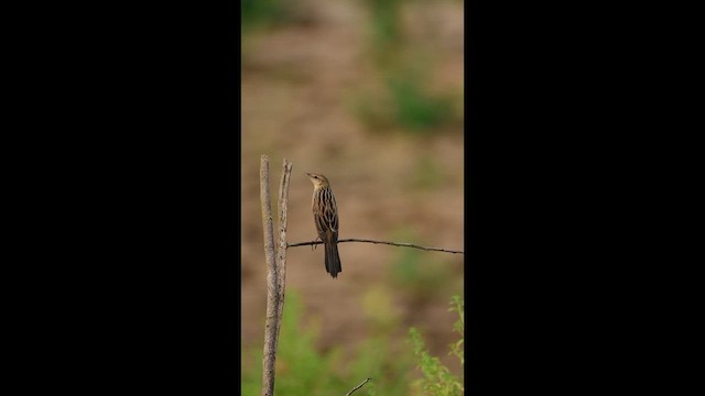 Bristled Grassbird - ML653684183